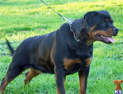 Dogs for Sale in WA